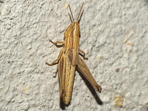 Euchorthippus sp.